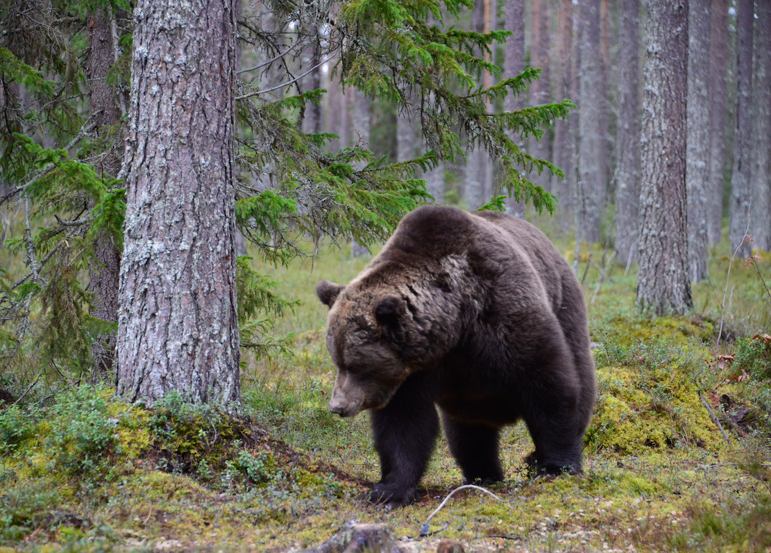 Karhun valokuvausta luonnossa keväällä Lentiirassa