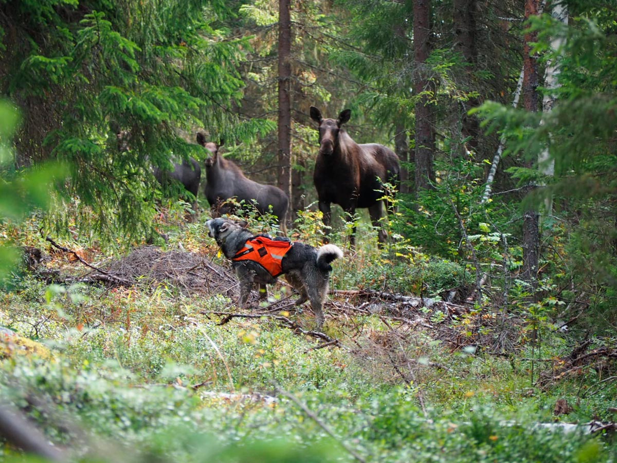 Metsästystä ryhmille Lentiirassa